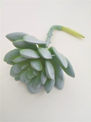 Mini Suculenta 8x12cm