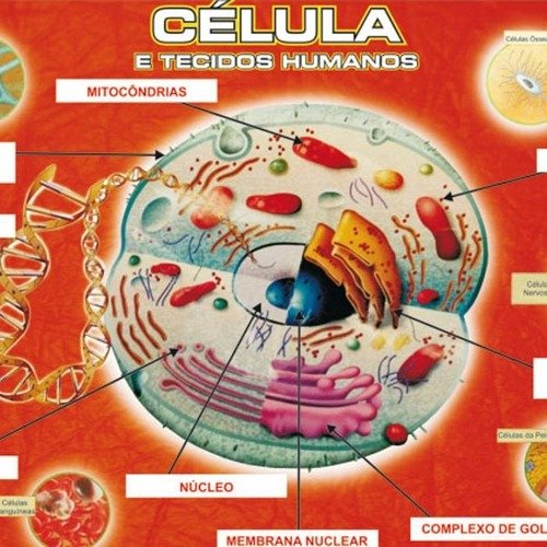 quebra-cabeça de células eucarióticas - puzzle online