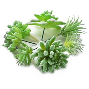 Mini Suculenta 8x12cm